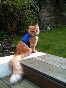 Have More Fun With Your Cat With A Cat Harness